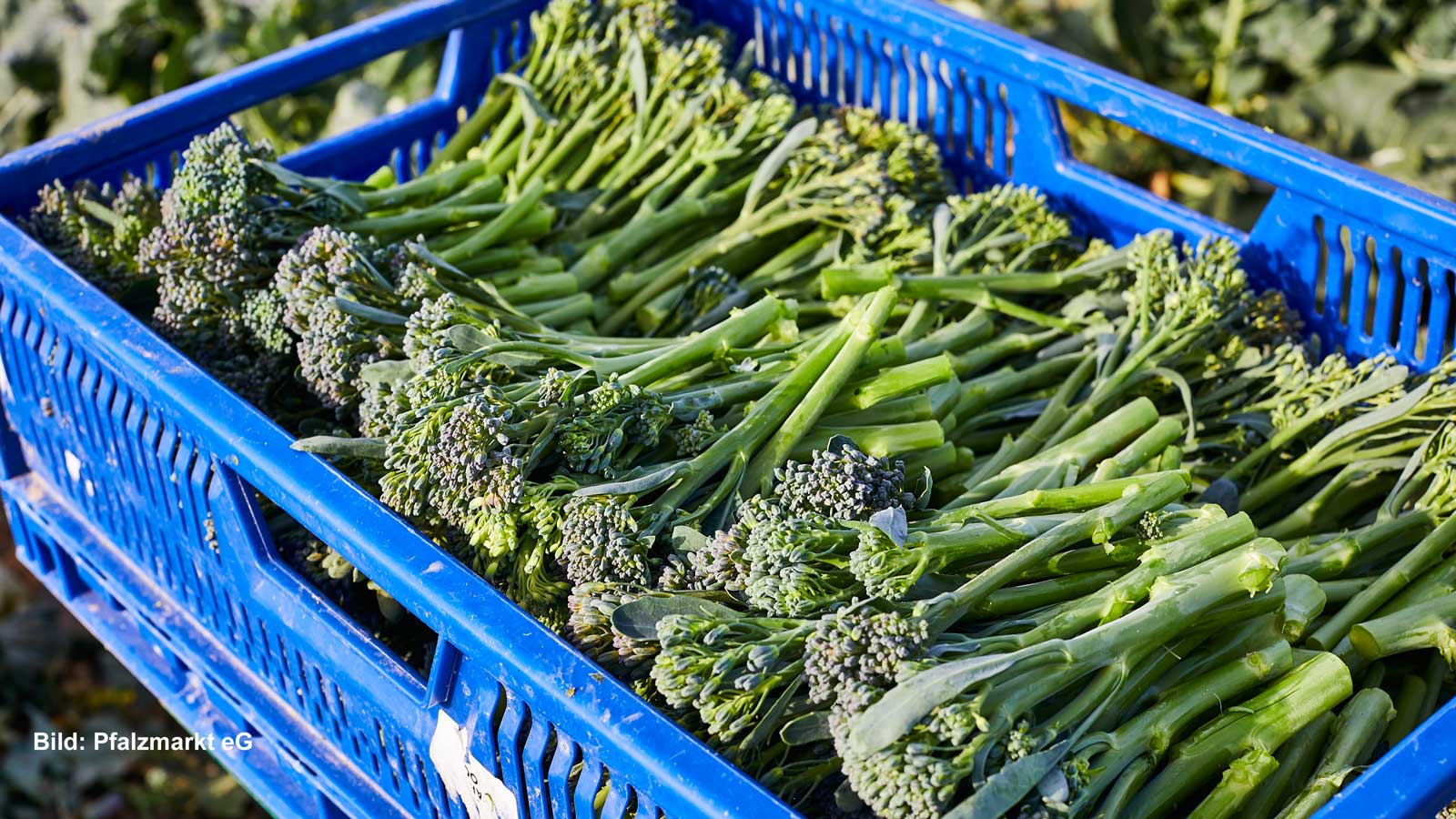 Pfalzmarkt Baut Erstmals Spargelbrokkoli An Einzelhandelaktuell