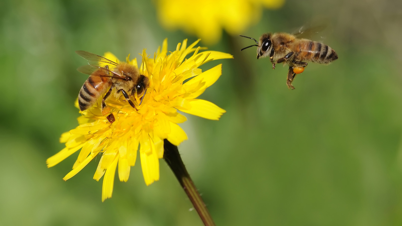 Aktion zur Unterstützung unserer heimischen Wild- und Honigbienen