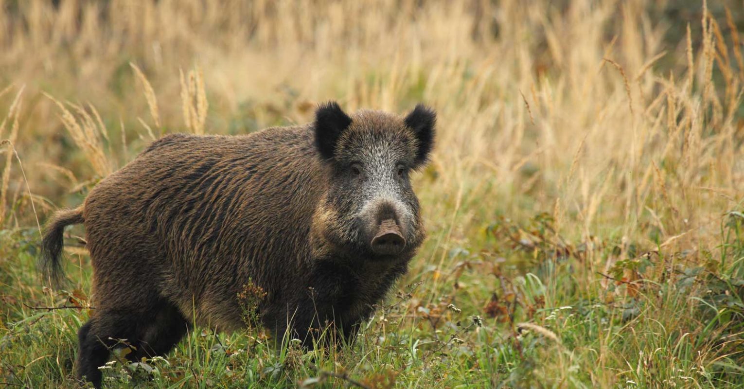 Bestätigt: der erste Fall afrikanischer Schweinepest in Deutschland