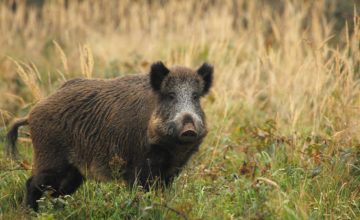 Bestätigt: der erste Fall afrikanischer Schweinepest in Deutschland