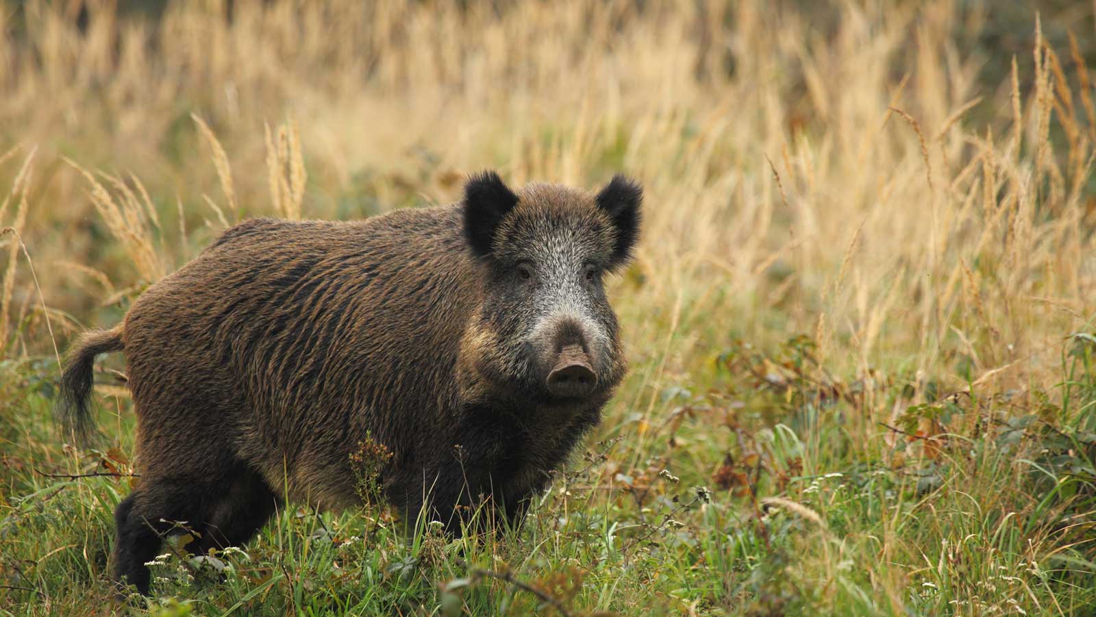 Afrikanische Schweinepest