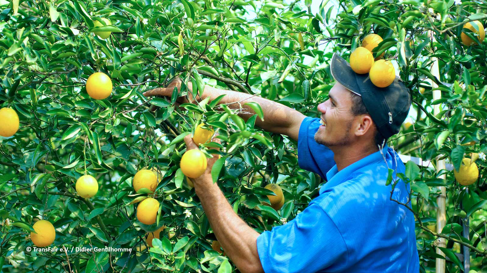 Arbeiter der Orangen-Kooperative COAGROSOL in Brasilien, © TransFair e.V. / Didier Gentilhomme