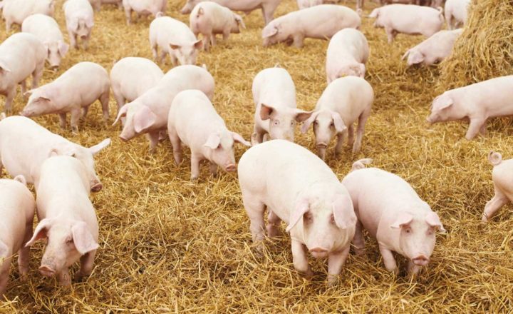 Niedrigster Schweinebestand seit der deutschen Vereinigung