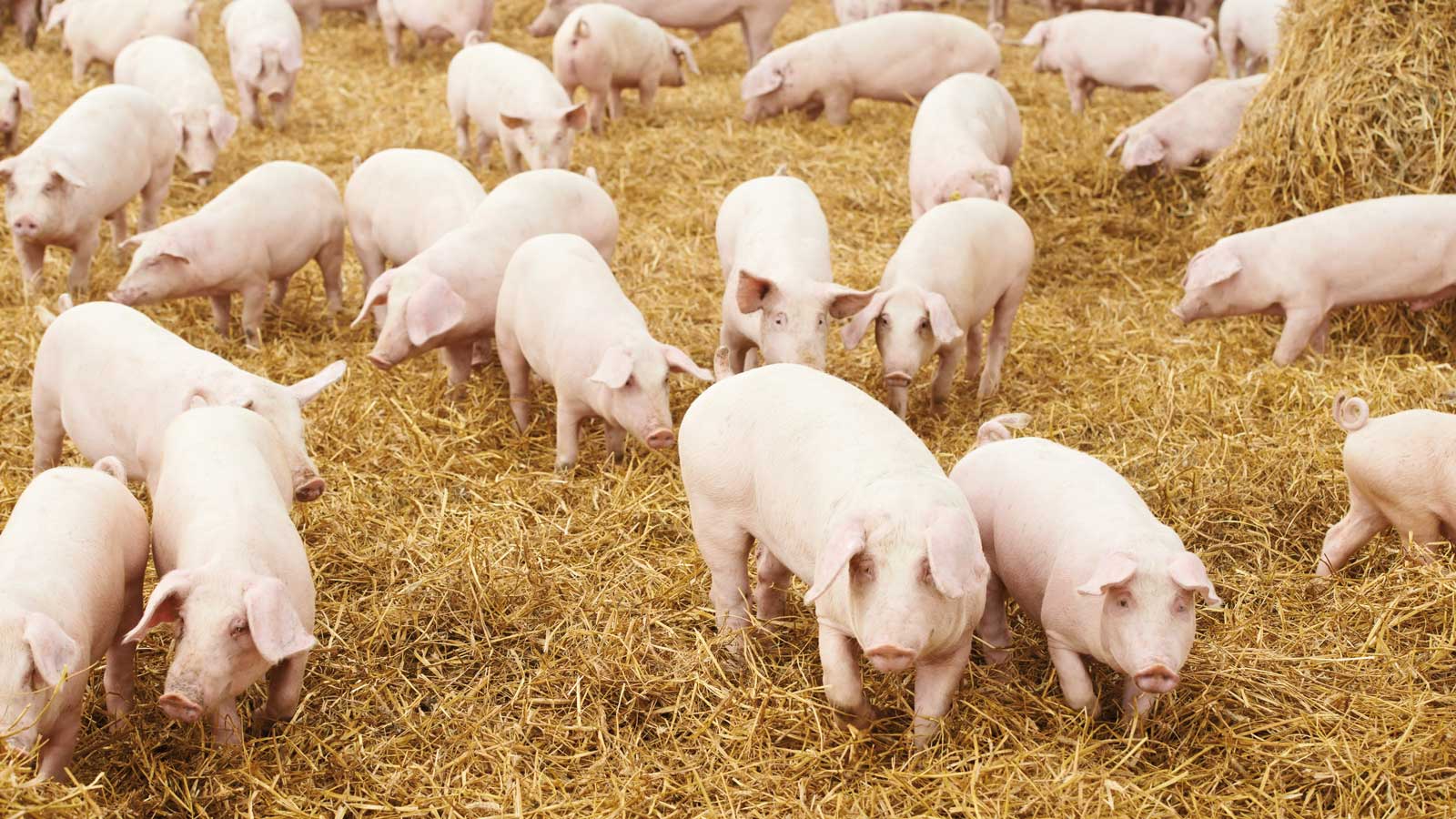 Niedrigster Stand an Schweinen seit Wiedervereinigung