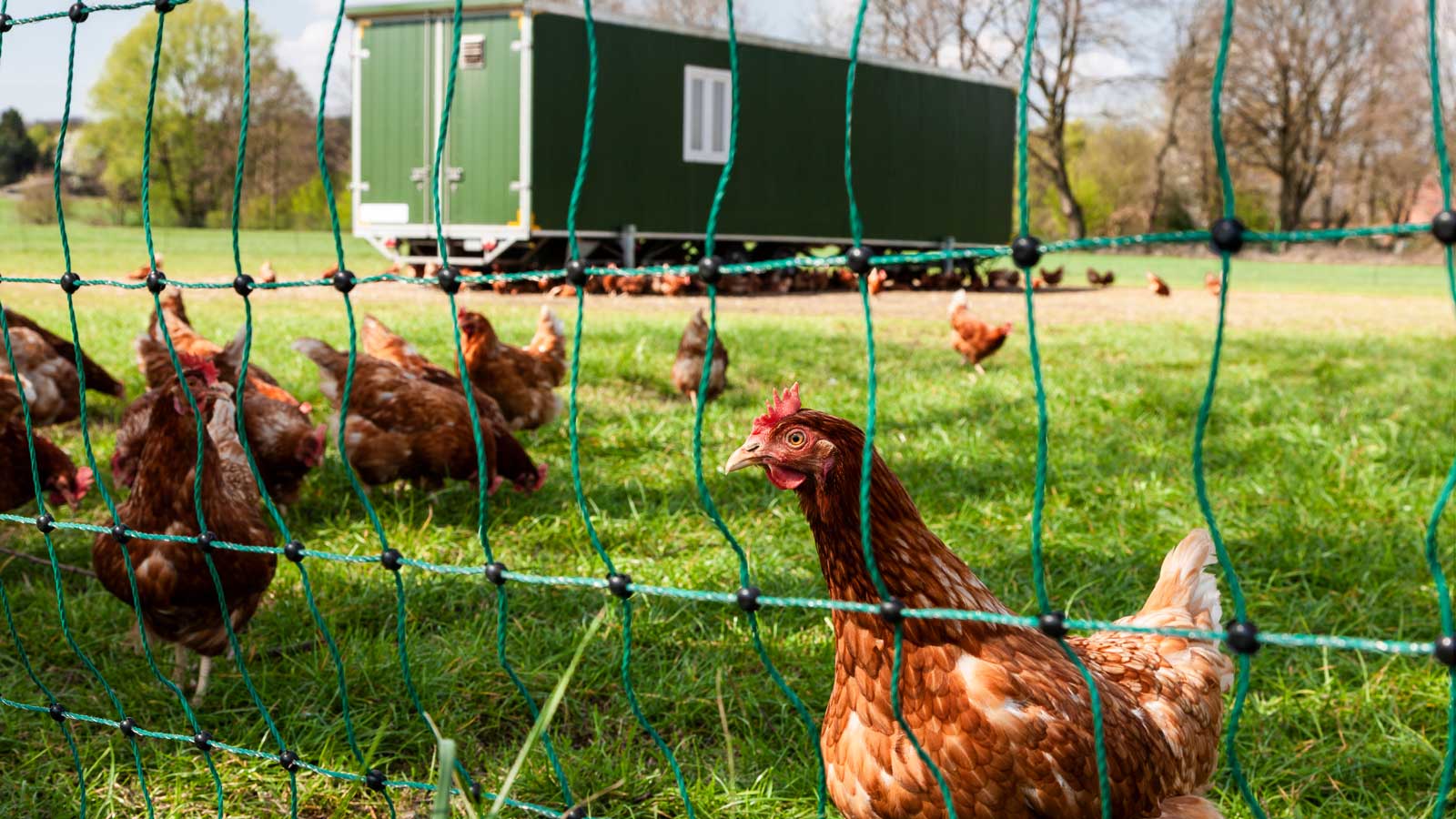 Hühner Haltung Tierschutz