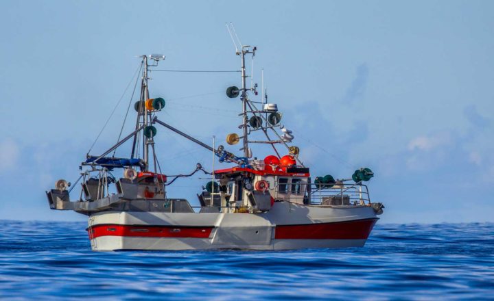 Tag der Meere: Warum an nachhaltiger Fischerei kein Weg vorbeiführt
