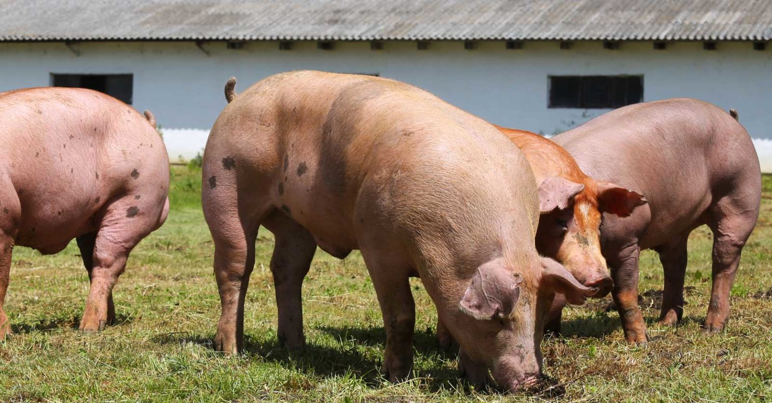 Afrikanische Schweinepest in zwei Hausschweinebeständen