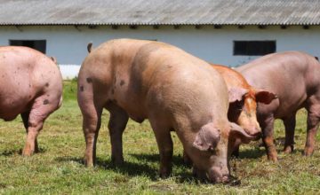 Afrikanische Schweinepest in zwei Hausschweinebeständen