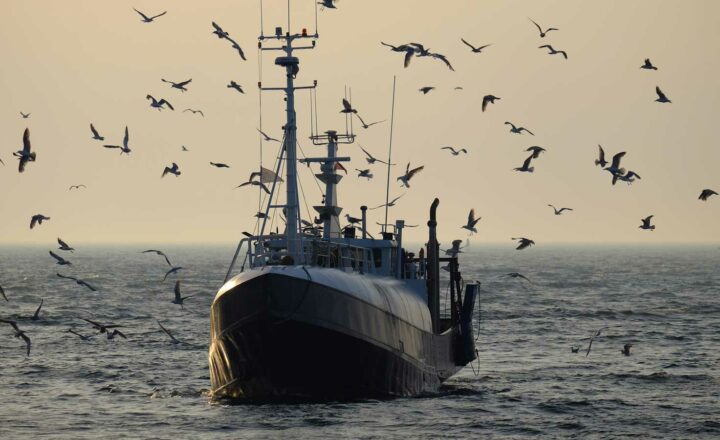 Ostsee-Fangquoten 2022 – Dorsch um knapp 90 % reduziert