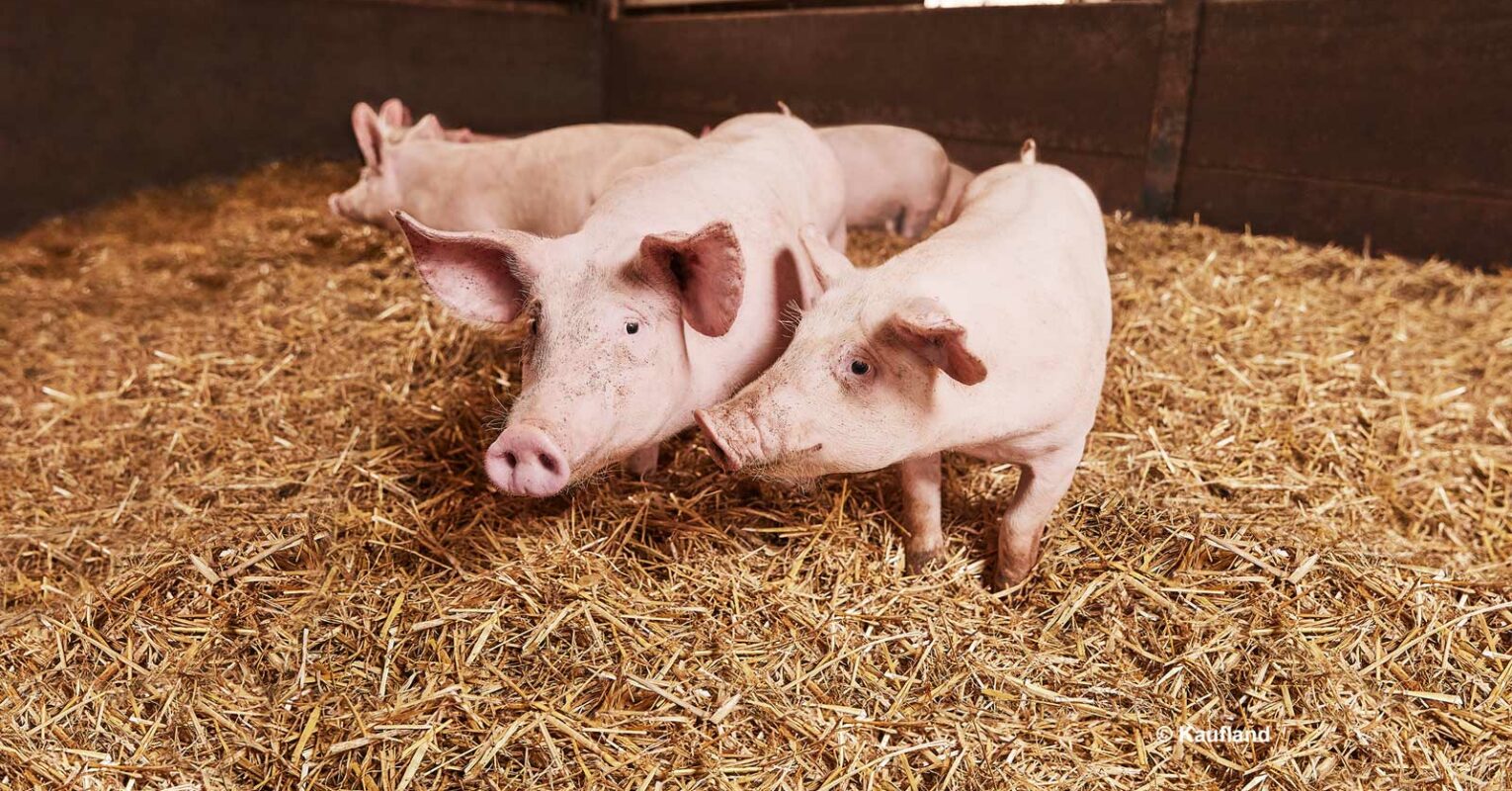 Kaufland setzt auf deutsches Schweinefleisch
