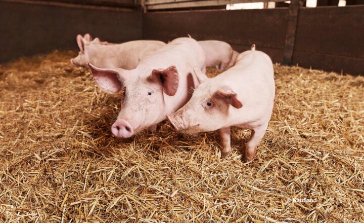 Kaufland setzt auf deutsches Schweinefleisch