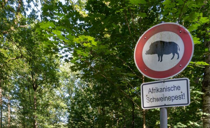 Özdemir: Kampf gegen Afrikanische Schweinepest ein Kraftakt