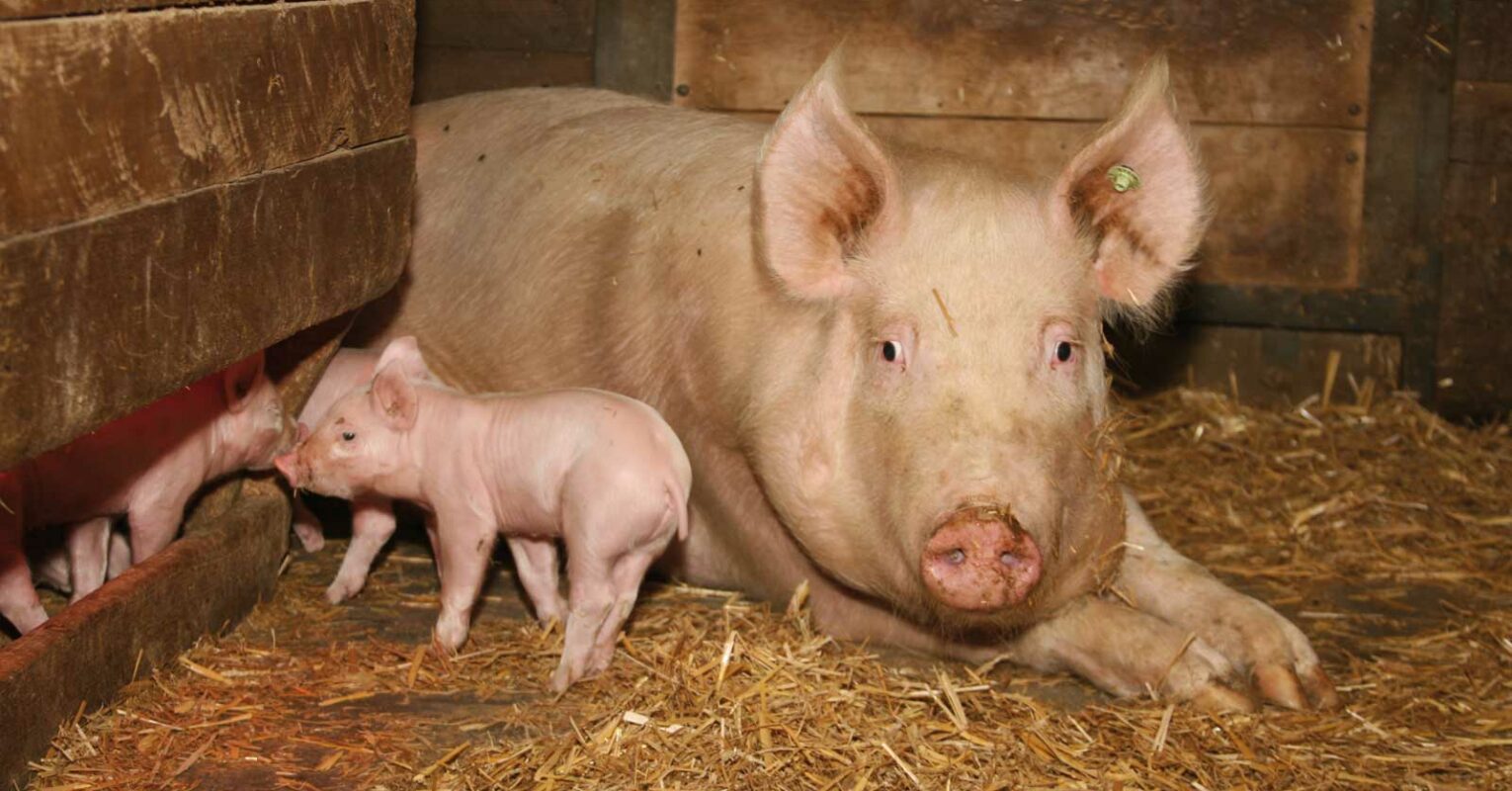 Schweinebauern geraten in Krisensituation