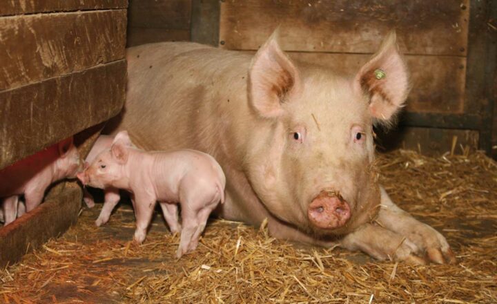 Schweinebauern geraten in Krisensituation