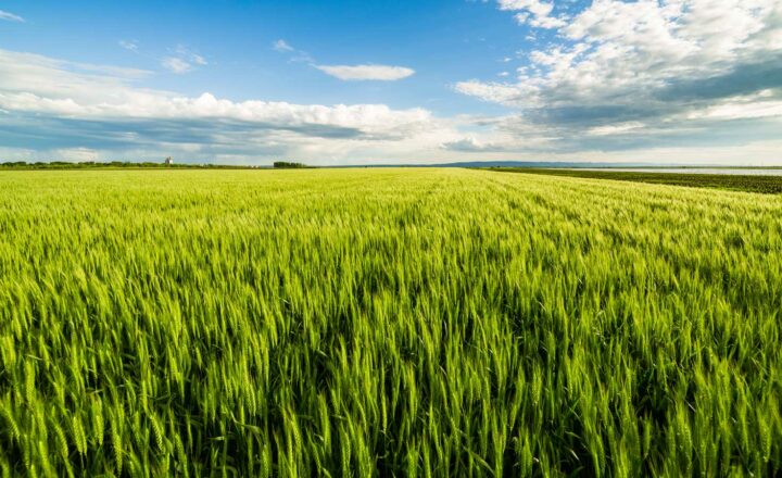 Özdemir: Mit Ausnahmen in der GAP Getreidemärkte stabilisieren