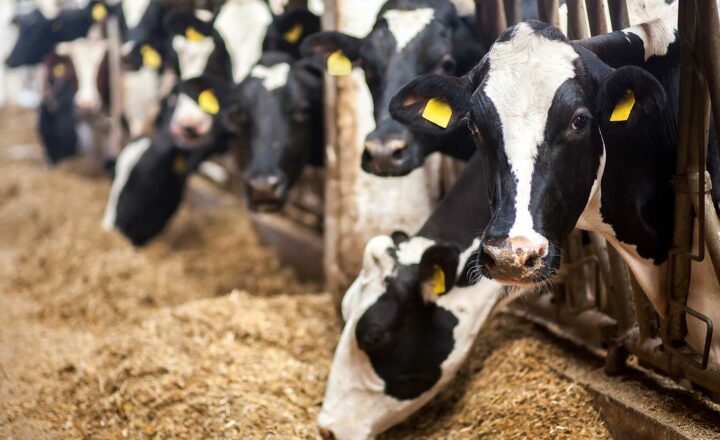 Molkerei Hochwald und Nestlé starten „Klima-Milchfarm“