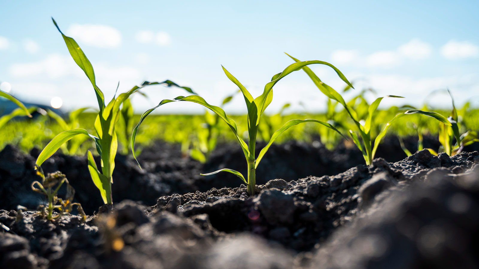 Landwirtschaft Klimaschutz