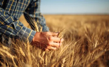 Hält die Gentechnik Einzug in die deutsche Landwirtschaft?